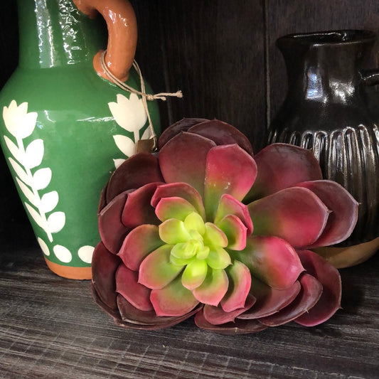 burgundy echeveria succulent stem